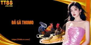 Đá Gà Thomo - Kịch Tính Với Những Đấu Trường Đẳng Cấp