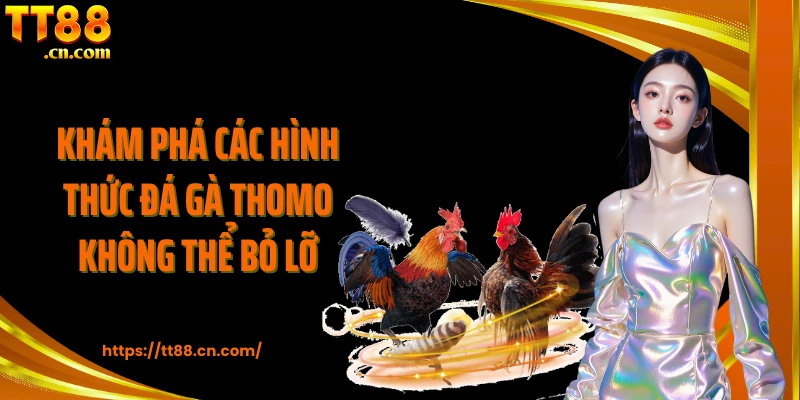 Khám phá các hình thức đá gà Thomo không thể bỏ lỡ